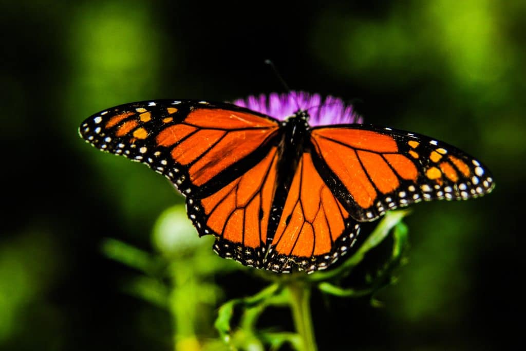 Monarch, butterfly, milkweed, endangered