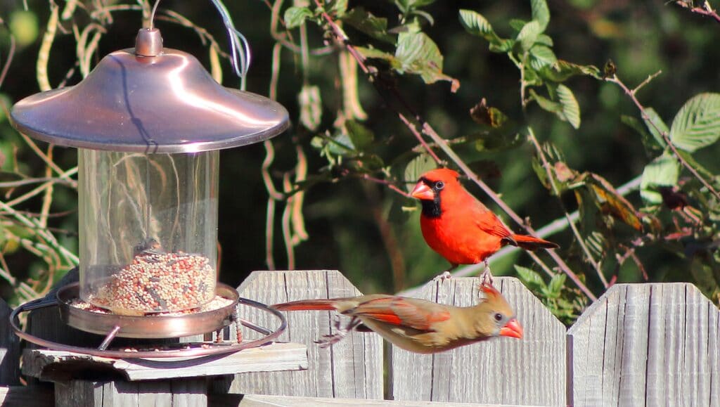 Cardinals, birdfeeder, birdwatching